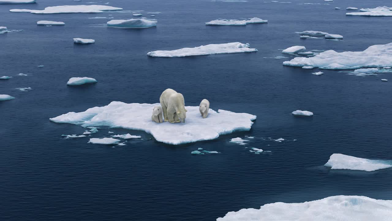 三只北极熊正在融化北冰洋。视频素材