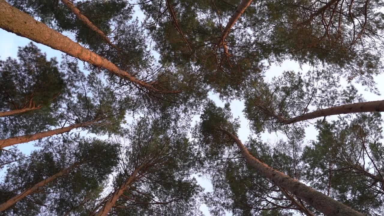 夏天的松林。森林里的树干映衬着晨曦中的天空。视频素材