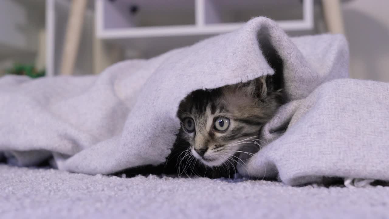 一只好奇的灰色小猫从毯子下面探出头来，环顾四周，扭着头视频素材