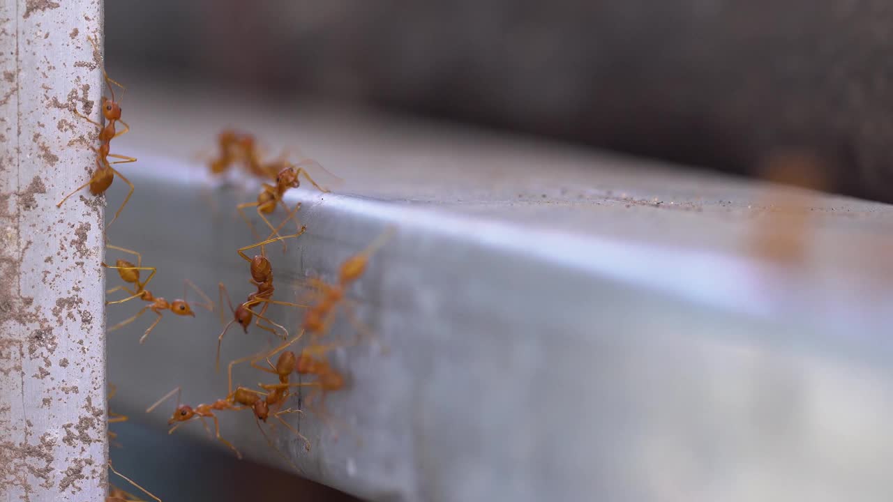 红蚂蚁群，蚂蚁桥团结团队，团队合作理念视频素材