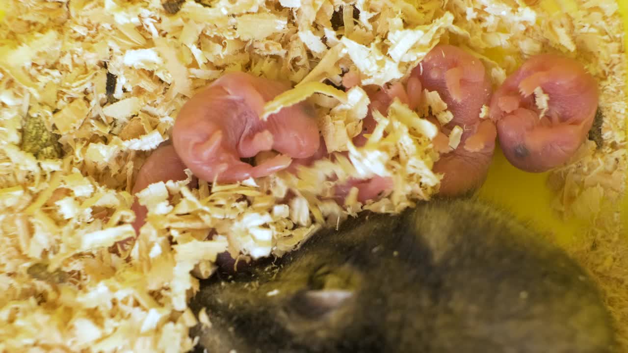 小失明的新生老鼠躺在宠物窝的木屑上。视频素材