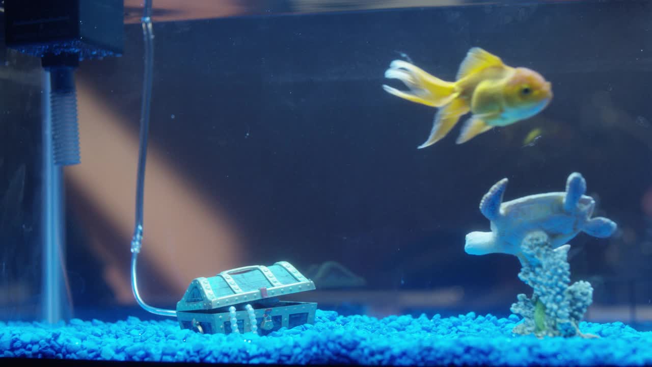 鱼缸内宝箱装饰的闭合角度。黄色鱼可见。视频素材