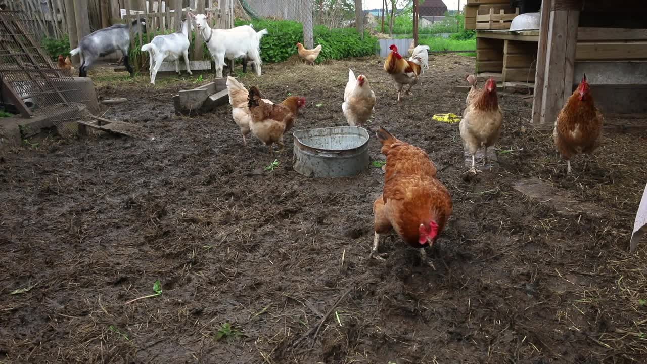 有机动物农场的放养鸡在牧场背景的院子里自由放牧。母鸡在自然生态农场吃草。现代畜牧业和生态农业。动物权利的概念视频素材