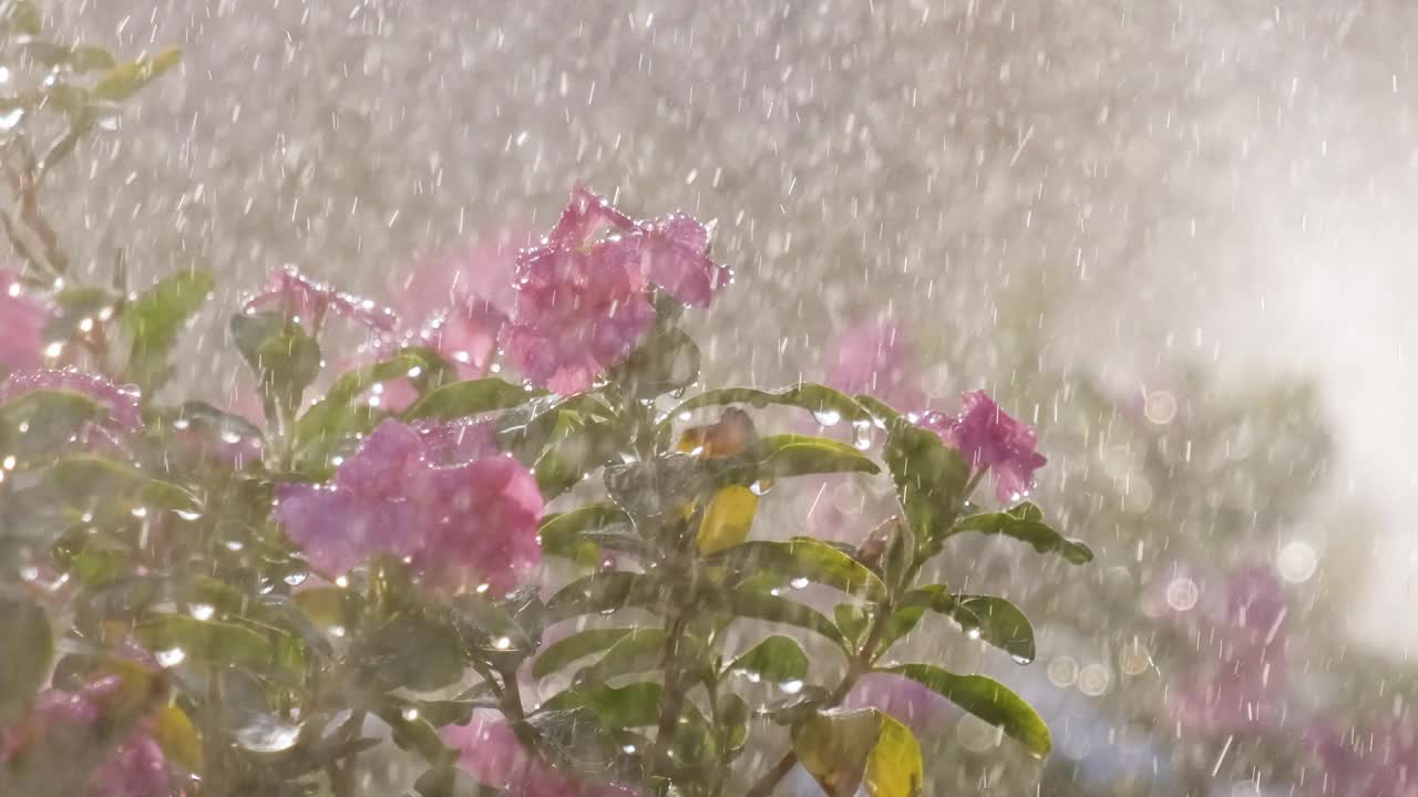 夏日花园里，雨滴落在五彩缤纷的花朵上。视频素材