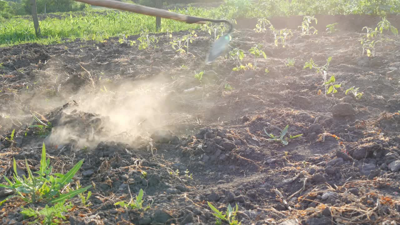 农夫在田里干活。用锄头挖洞。地面干燥，尘土飞扬。田间的农具视频素材