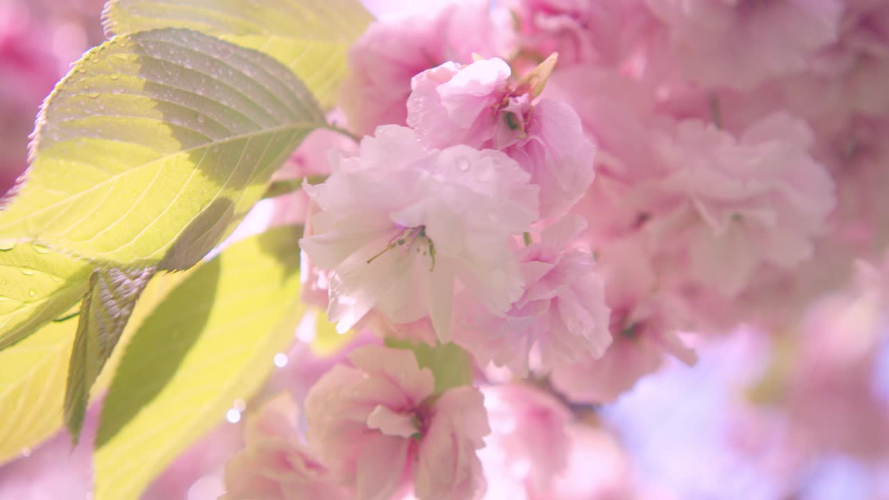 春天,花,清新,4k分辨率视频素材