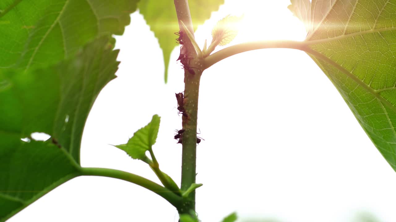 蚂蚁与金牛在植物园的自然植物上视频下载