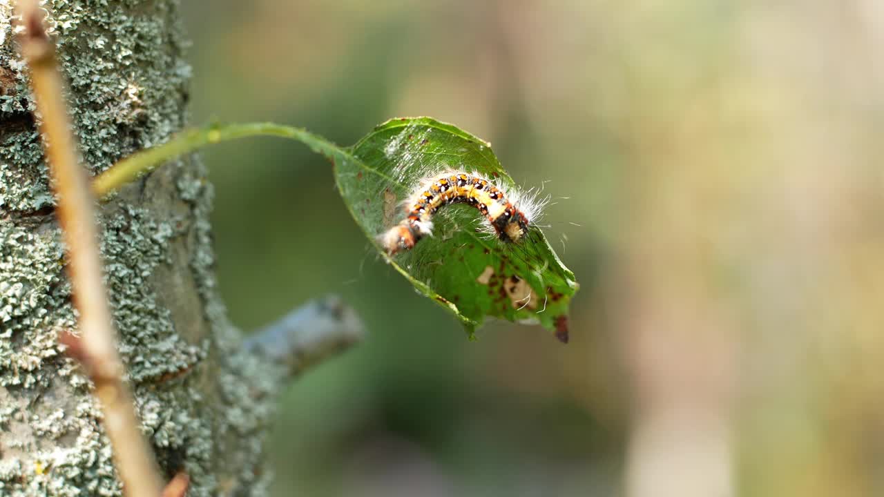 这种毛茸茸的害虫的毛虫吃树的叶子。昆虫在自然界中。视频素材
