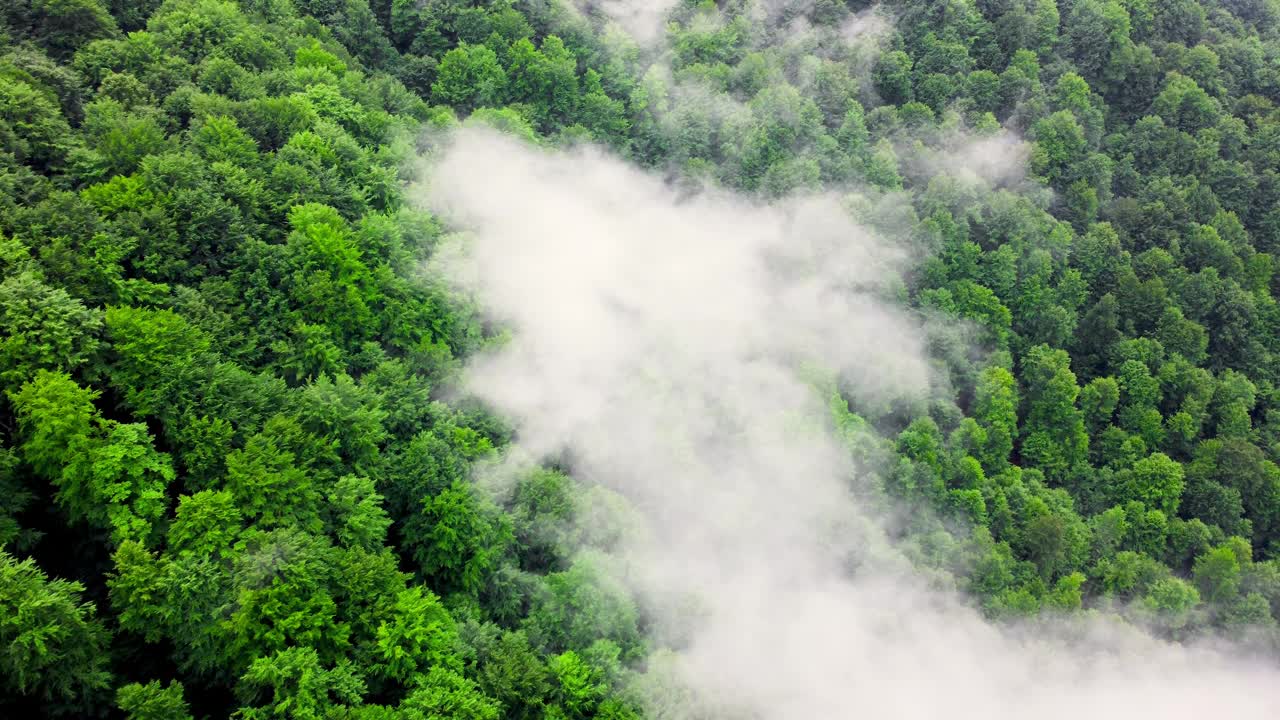 云朵之上的山森林，飞行通过神奇的夏季森林下雨的天气，空中观察无人机4k视频素材