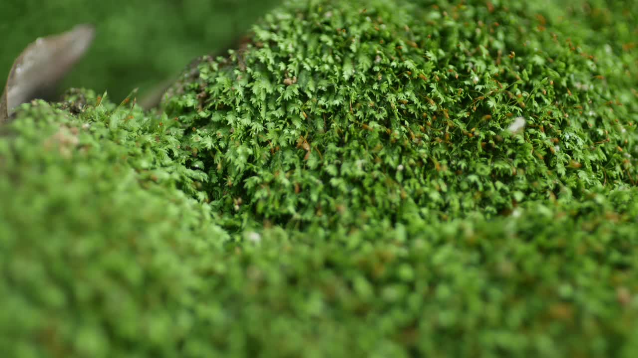 在雨季自然生长的绿色小苔藓。关闭绿色背景。宏观的自然背景。视频素材