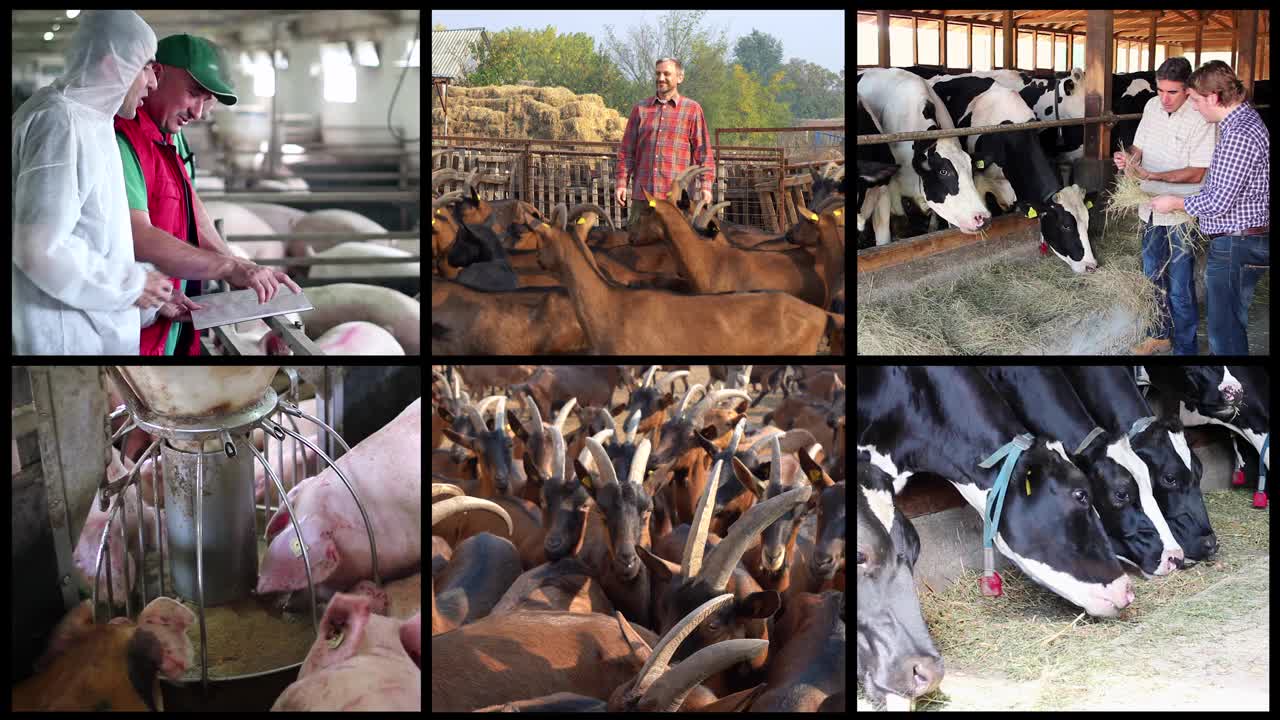 农场动物管理和饲养概念视频墙视频下载