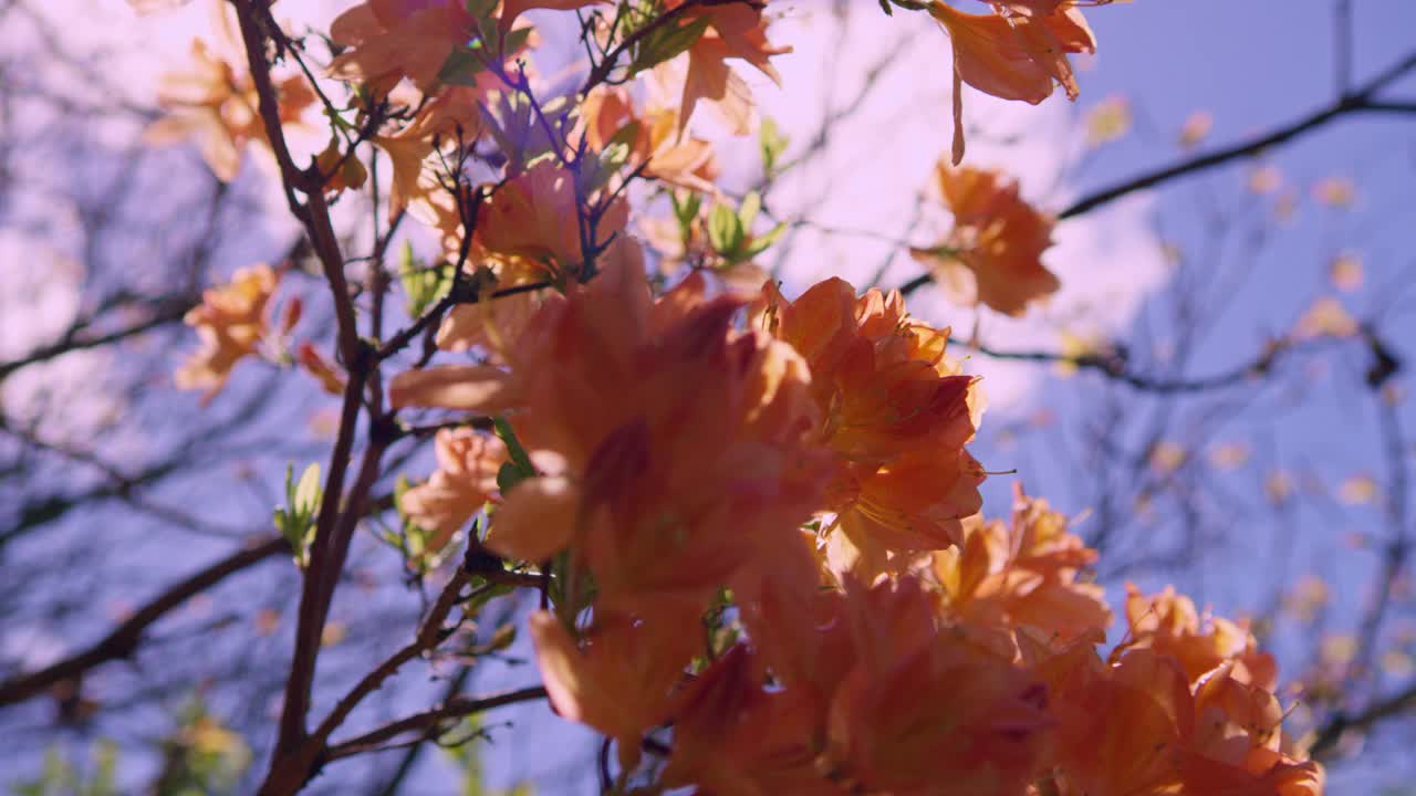 花,春天,清新,4k分辨率视频素材