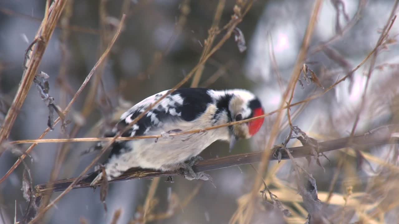 小斑点啄木鸟(Dryobates minor)和在冬季森林下雪视频下载