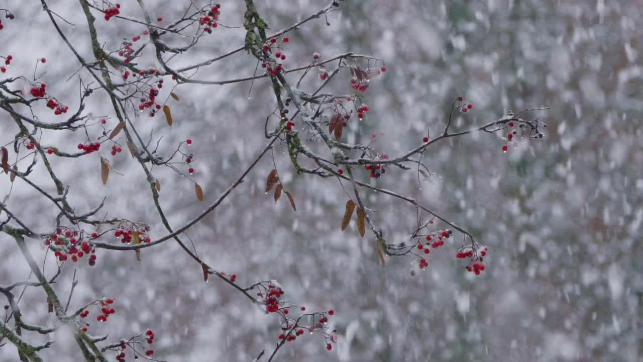 白俄冬天的雪和花楸树视频下载