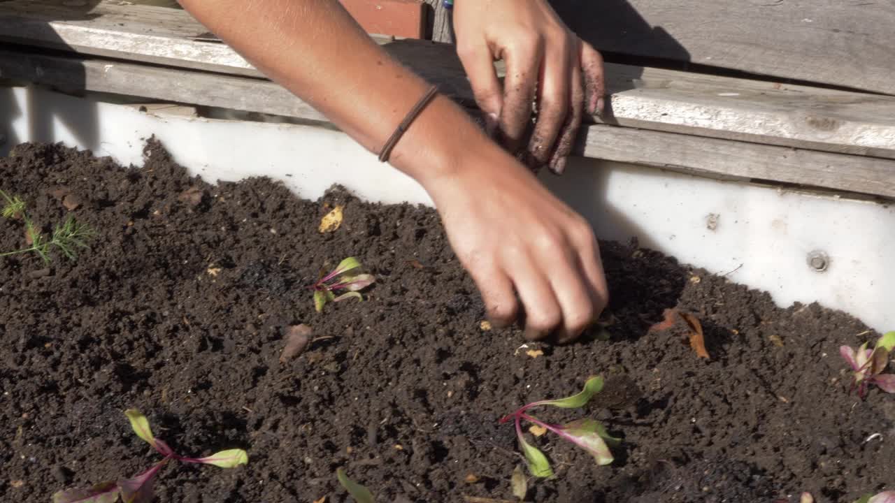 手种植蔬菜的特写视频素材