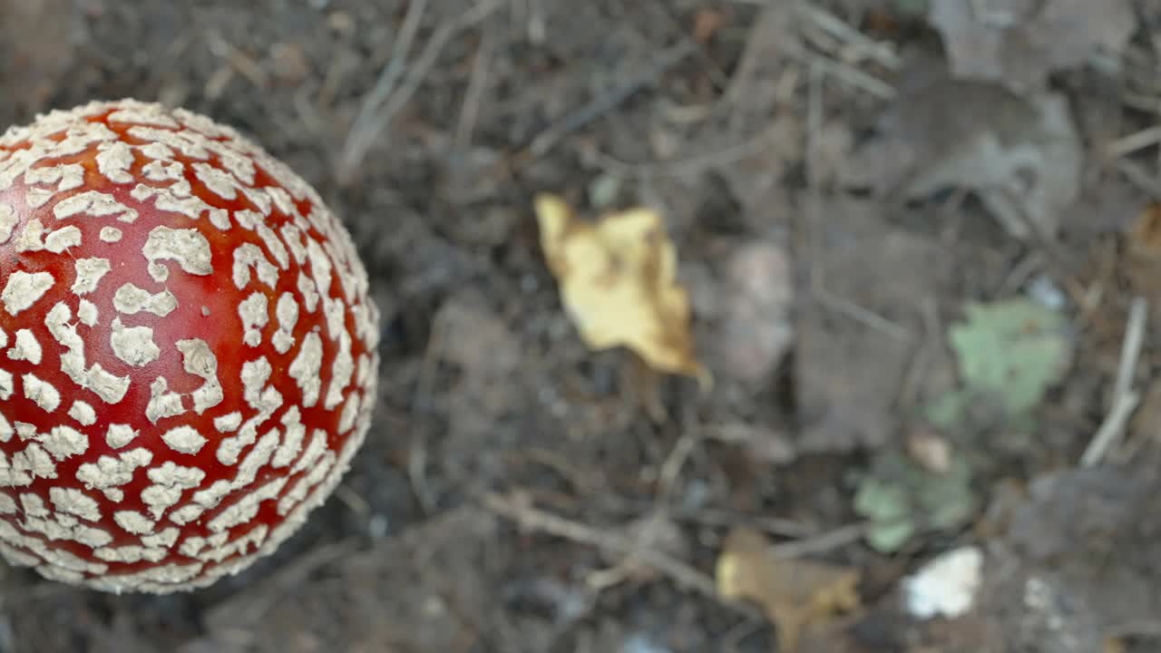爱沙尼亚红蝇鹅膏菌的俯视图视频素材