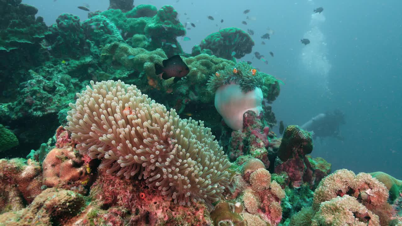 海葵珊瑚礁与小丑鱼潜水在背景视频下载