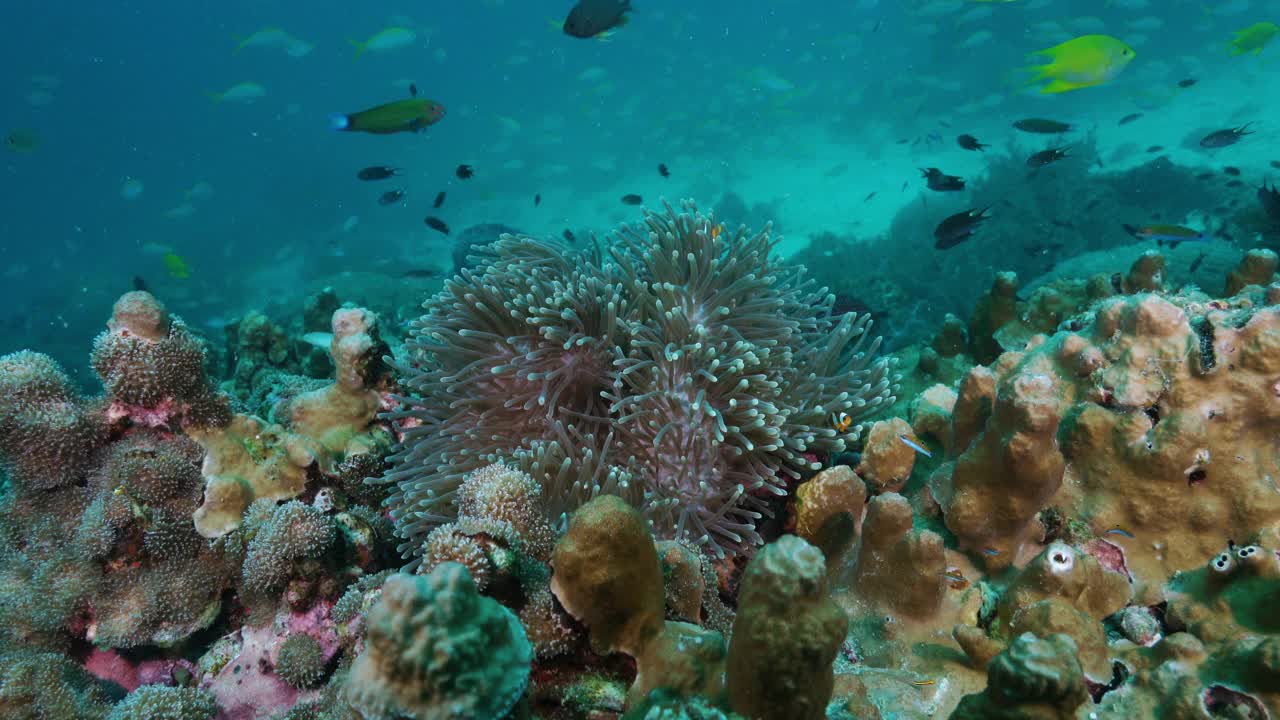 泰国海葵珊瑚礁野生小丑鱼的动物家族视频下载