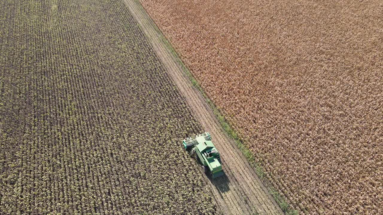 在向日葵地里用收割机干活的农民视频下载