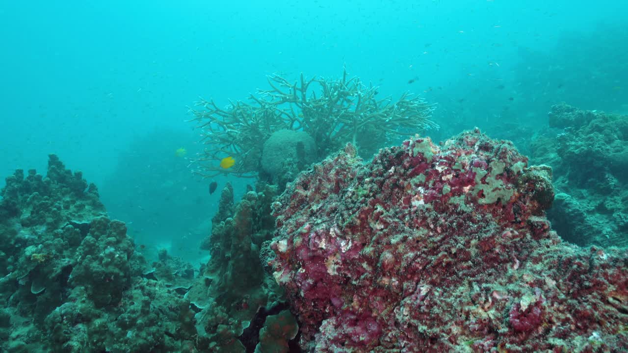 水肺潜水向巨大的水下阿克罗波拉珊瑚泰国视频下载
