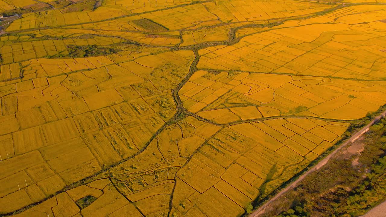 鸟瞰图的水稻谷物种植区视频素材