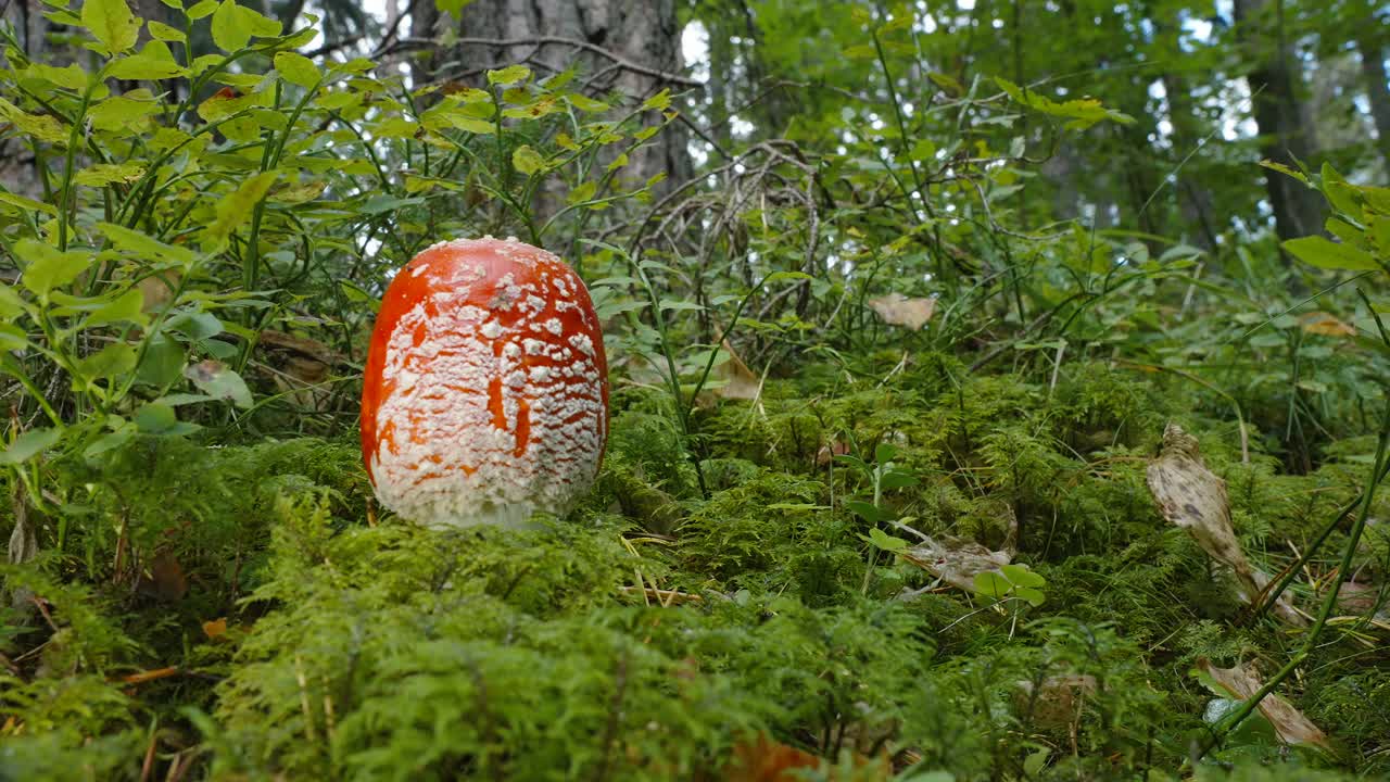 爱沙尼亚，一名男子经过一种蘑菇视频下载