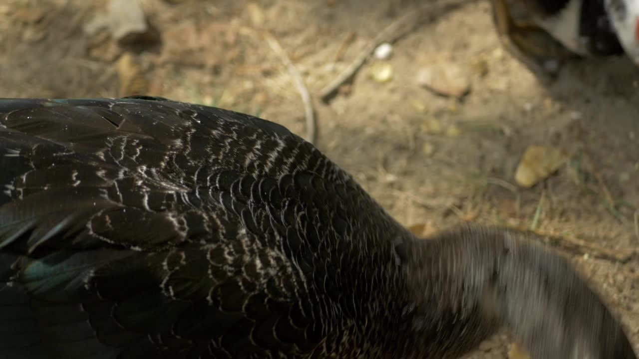 美丽的鸭子寻找食物的特写镜头视频素材