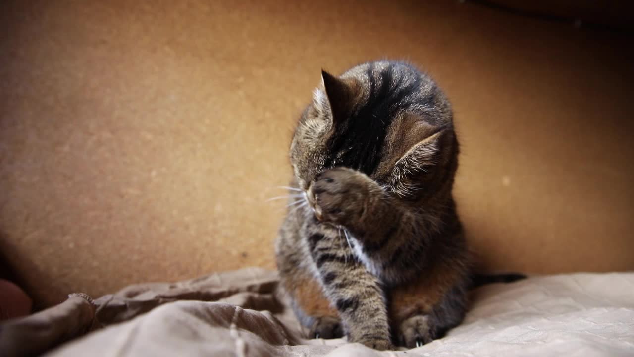 有趣的肖像傲慢的短毛家猫洗脸舔爪子在深棕色的背景。小猫在室内玩耍休息。宠物护理和动物生活理念视频素材