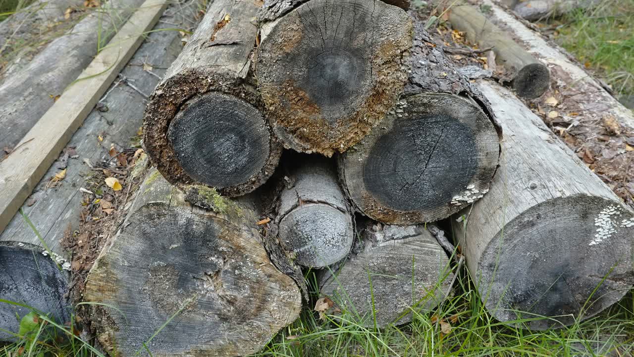 爱沙尼亚森林里的老木头视频下载
