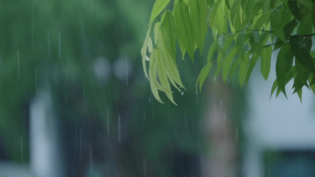 SLO MO CU绿叶在雨天视频下载