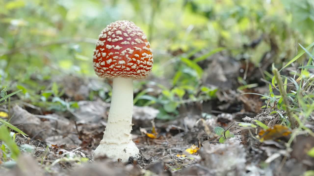 爱沙尼亚森林里的小木耳视频素材
