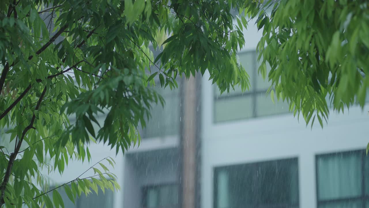 雨滴与树叶和建筑在背景中视频下载