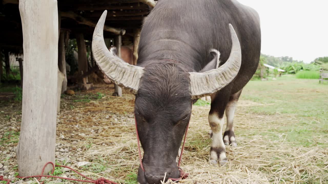 一头长着角的黑色水牛正在嚼草。泰国农民饲养水牛作为宠物。泰国偏远地区农民的生活方式视频素材