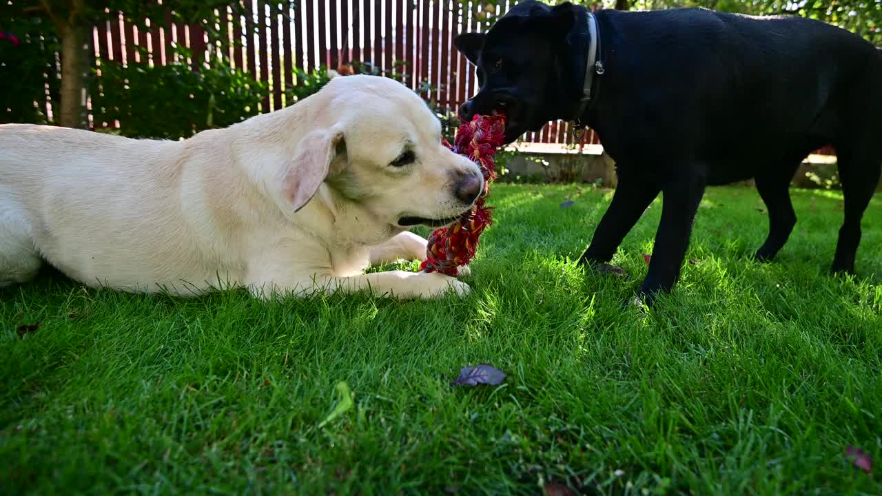 拉布拉多犬在后院啃狗玩具视频下载