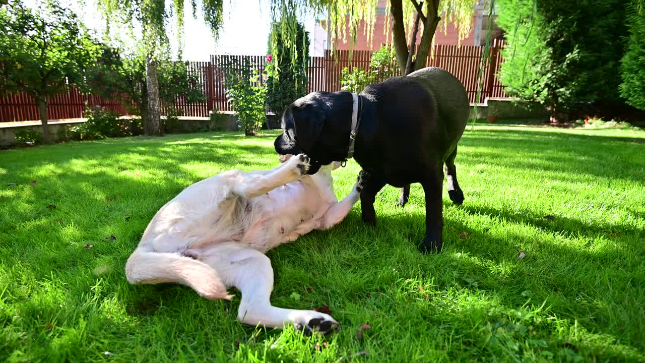 两只拉布拉多犬在后院玩耍视频下载