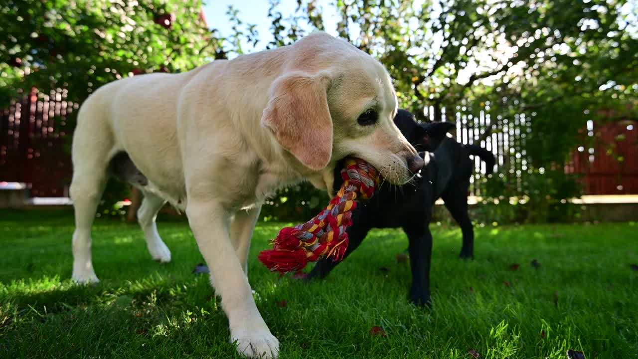 拉布拉多犬在后院玩狗玩具视频下载