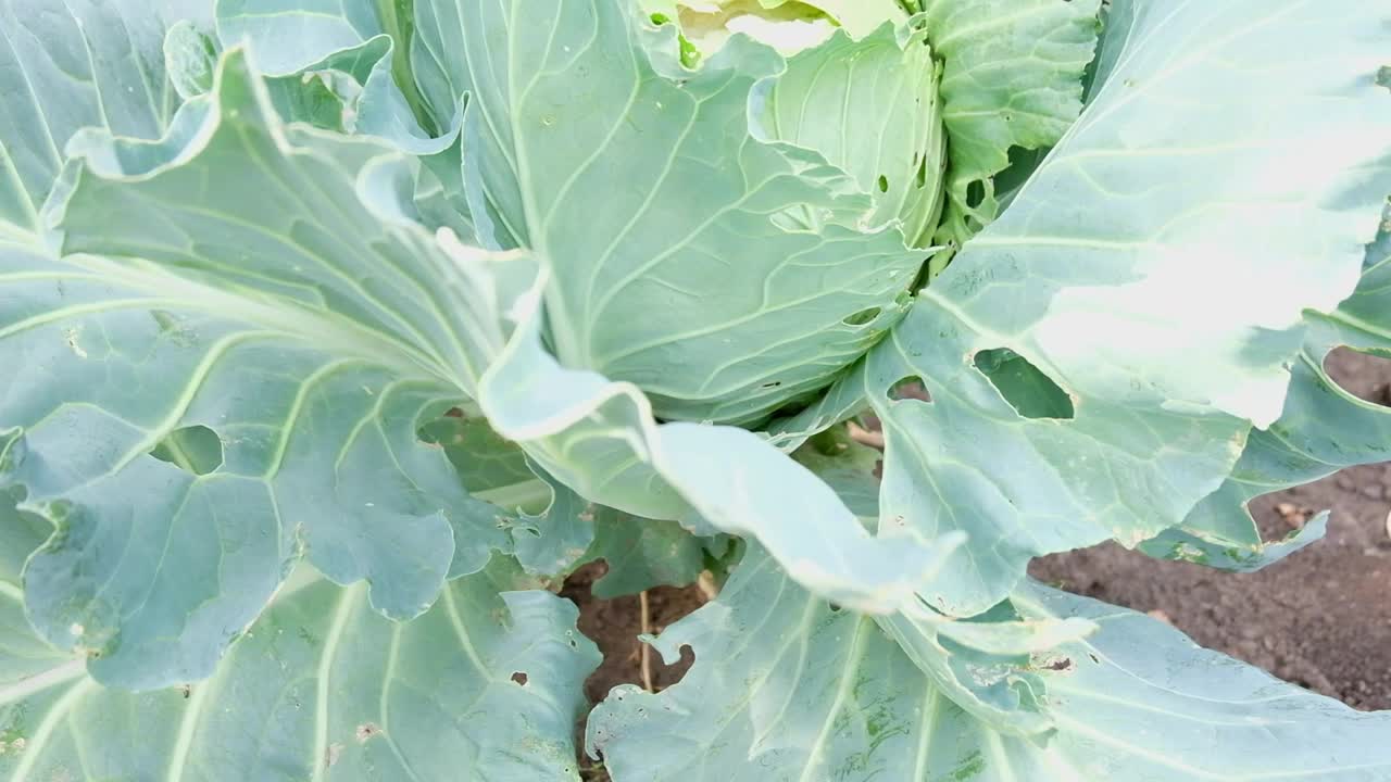 卷心菜在家庭菜园里种植。美味美丽的自然成熟的卷心菜头和叶子在土壤上视频素材