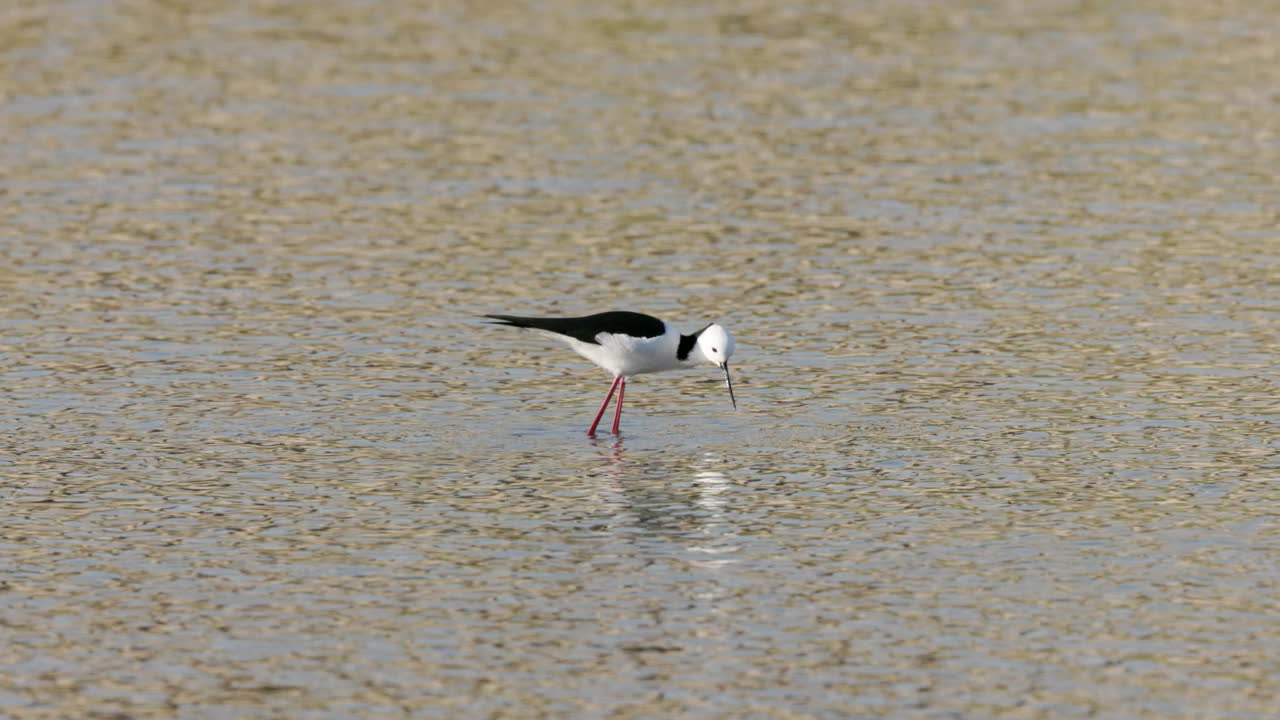 一只黑翅高跷在湿地觅食的慢镜头剪辑视频素材