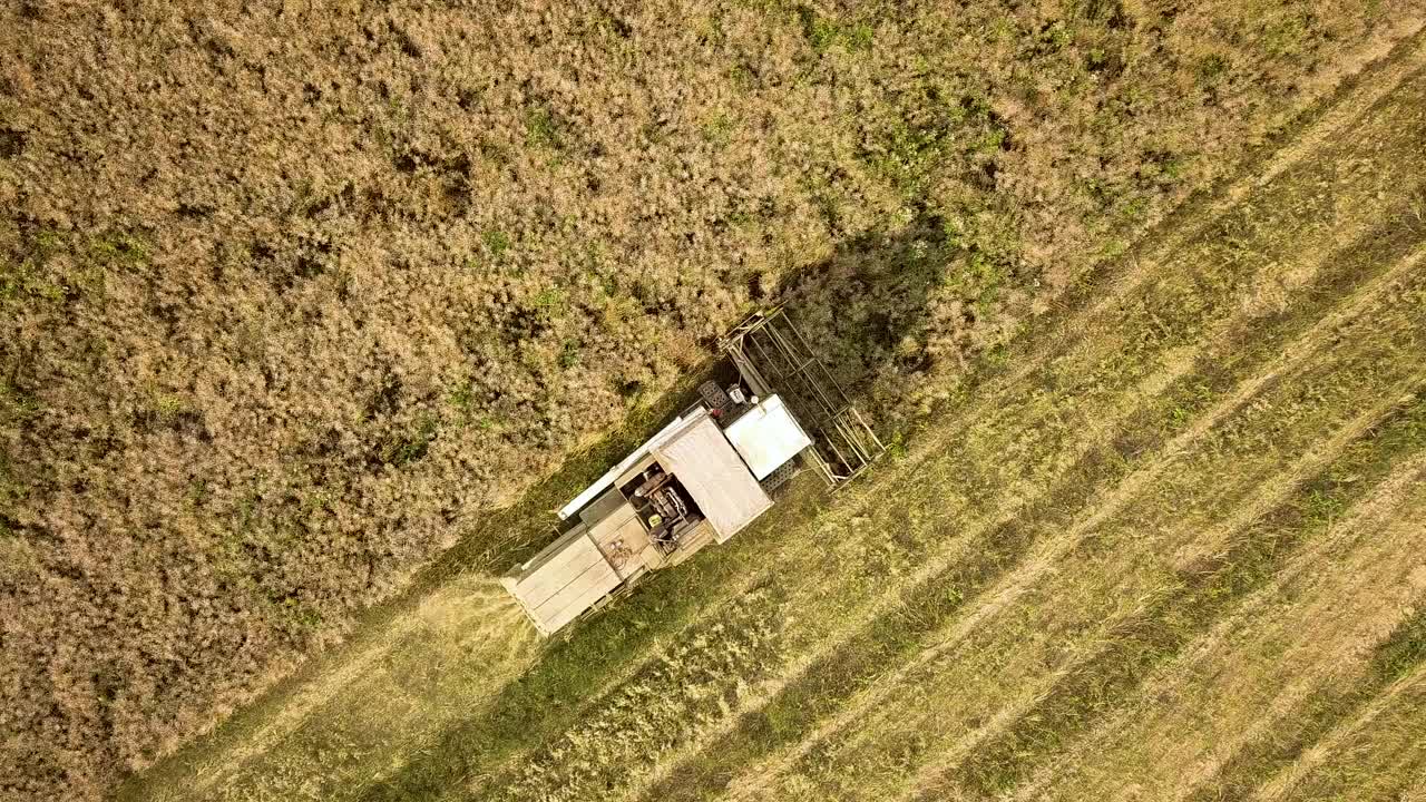 联合收割机收获大片成熟麦田的鸟瞰图。从无人机的角度看农业。视频素材