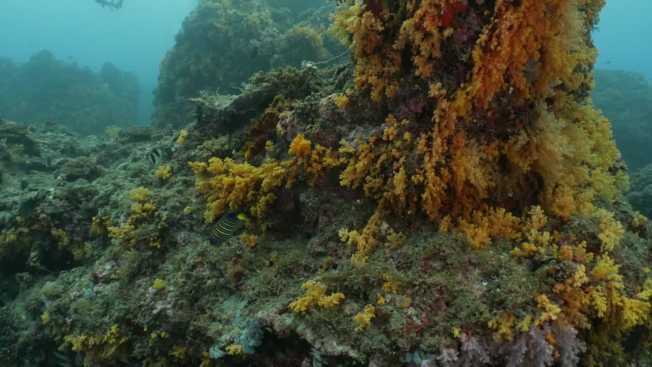 在海底珊瑚礁中游泳的皇家神仙鱼视频下载