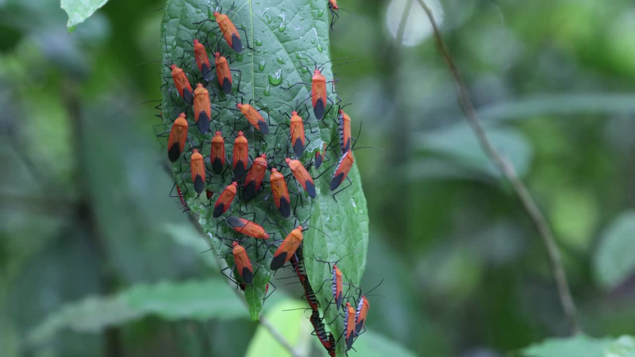 一群橙色的野生昆虫在树叶上4k的镜头。视频下载