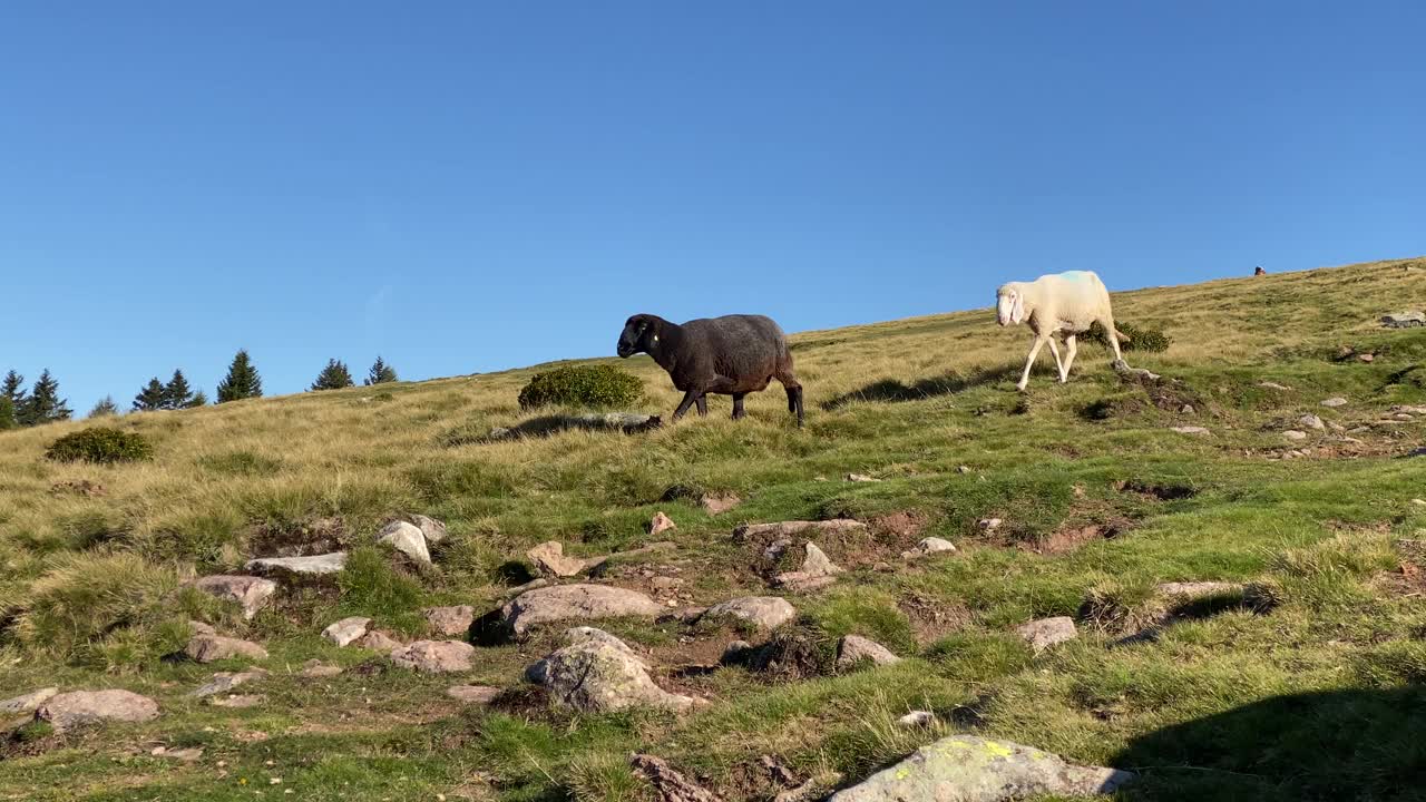白的、棕的、黑的羊一个接一个地从山上跑下来。农民给他们带来了浓缩饲料和一块盐石。视频素材
