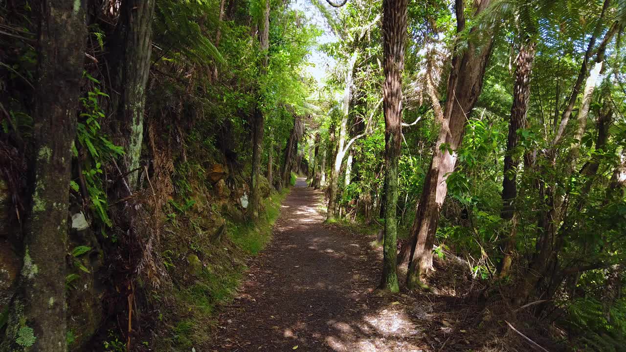 在新西兰的森林里散步视频下载