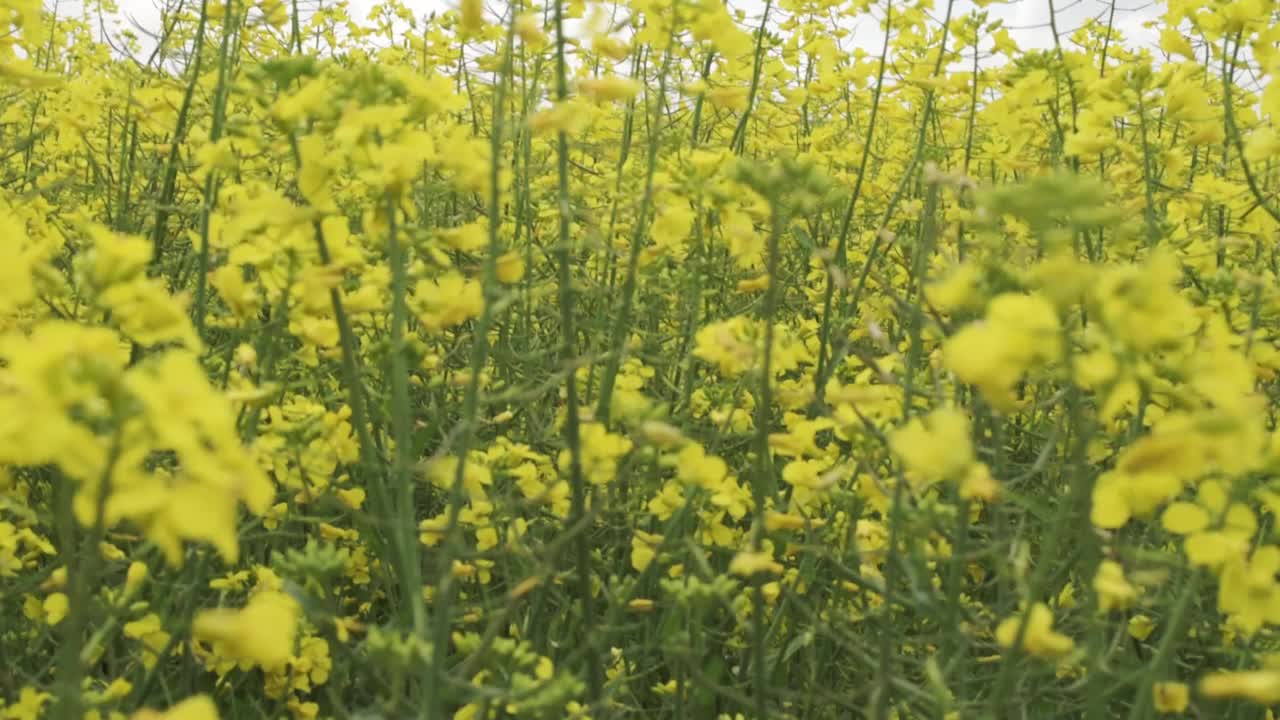 夏天在田里生长的油菜籽视频下载