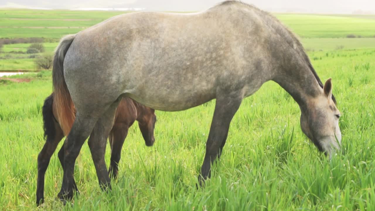 在牧场吃草的母马和小马驹视频下载