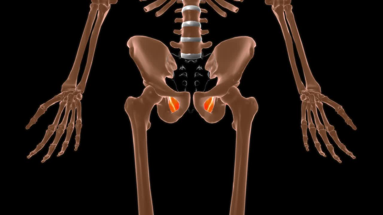 闭孔内肌解剖医学概念3D视频下载