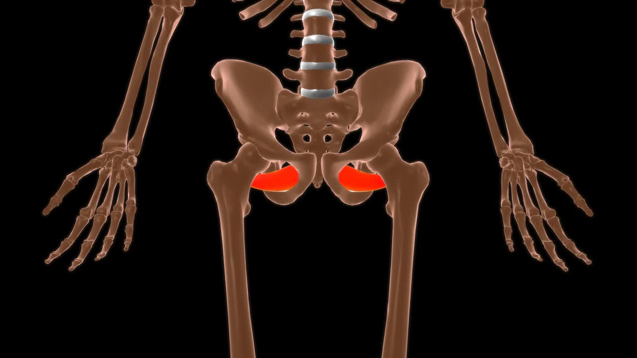 闭孔外肌解剖医学概念3D视频下载