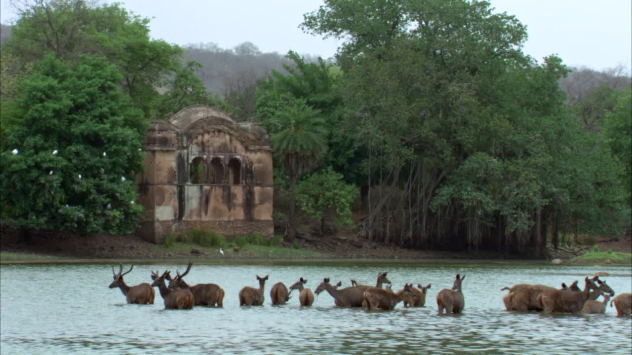 一群鹿站在水床上。背景:靠近水边的Ranthambore堡垒视频下载