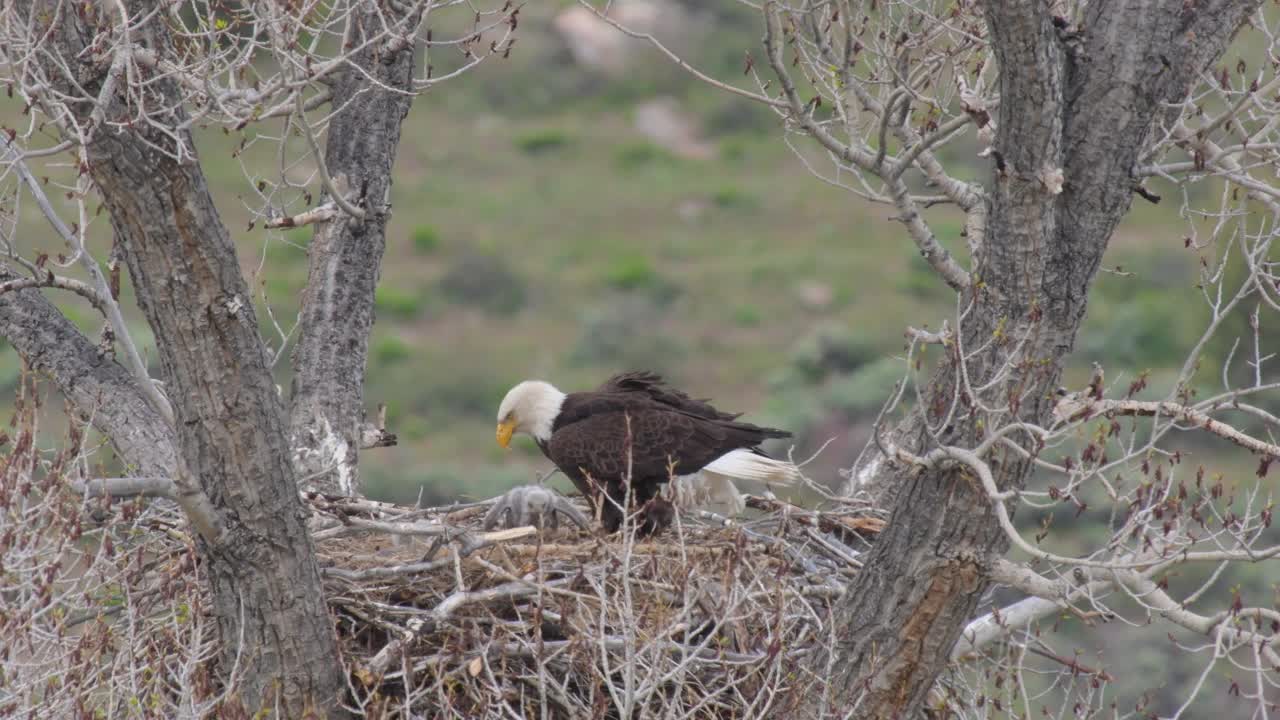 成年白头鹰在巢中喂养雏鹰视频下载