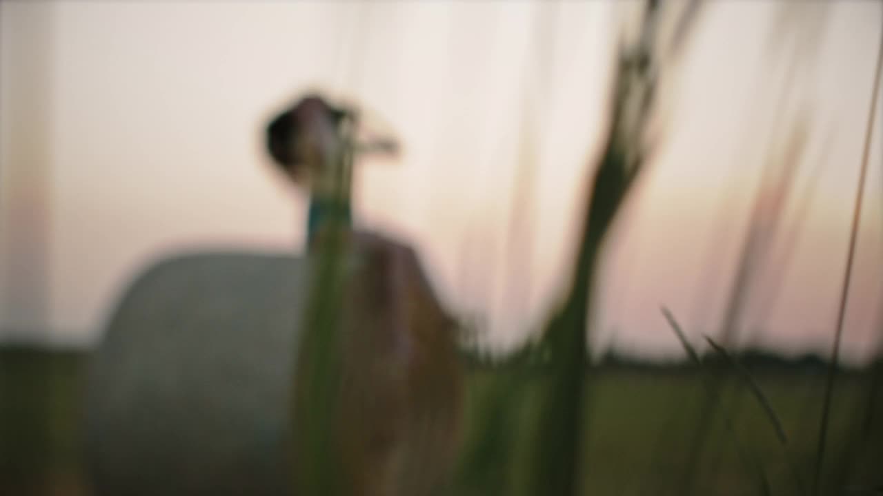 一个年轻的女人在一捆干草上休息视频素材